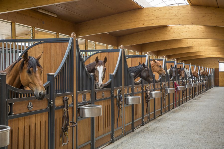 Stallgasse mit Pferden in ihren Boxen